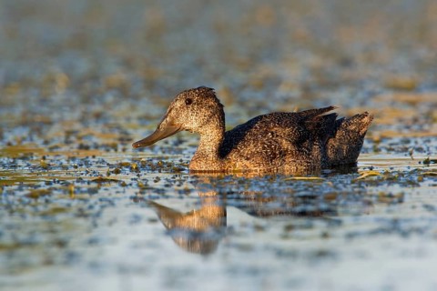 Freckled Duck (Stictonetta naevosa), Victoria, Australia