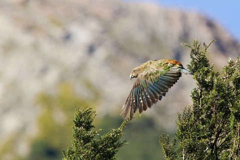 In flight