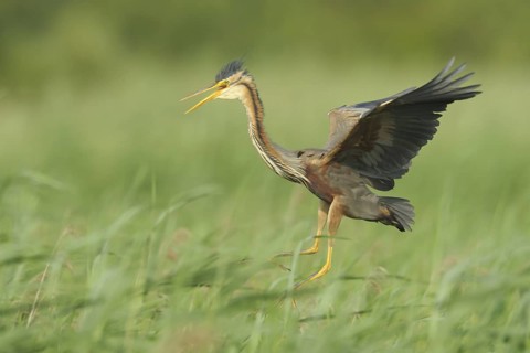 Purple Heron (Ardea purpurea)