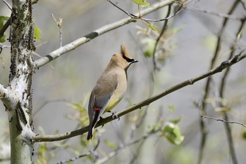 Cedar Waxwing (Bombycilla cedrorum), Waterton Lakes National Park, Alberta, Canada