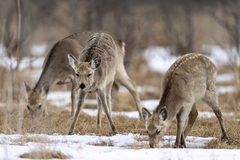 Hokkaido sika deer (Cervus nippon yesoensis), in the forest, in the snow, Tsurui, Akan district,