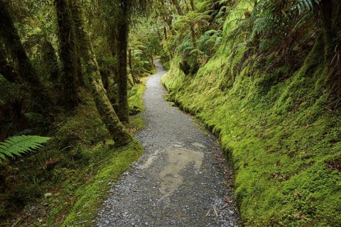 A winding path with moss-covered edges meanders through a lush forest, summer, Lake Matheson, Fox