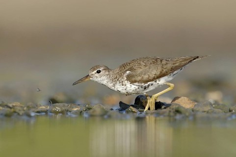Spotted Sandpiper (Actitis macularius), Texas, USA