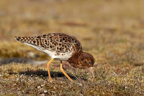 Ruff (Calidris pugnax) male foraging, Smaland, Sweden