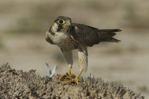 Barbary Falcon (Falco pelegrinoides), Oman