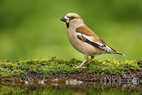 Beautiful songbird, Hawfinch, in water mirror, brown songbird sitting in the water, nice lichen