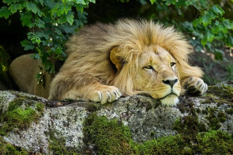 Southern African lion (Panthera leo melanochaita) male, lying on a rock, captive, Zoo Augsburg,