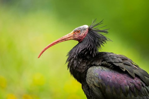 Northern bald ibis (Geronticus eremita) portrait, Bavaria, Germany