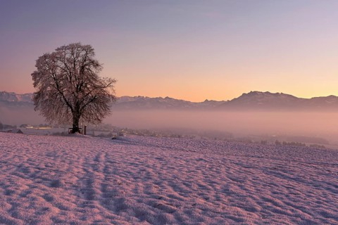 Tree in a freshly snow-covered landscape, behind the Pilatus shrouded in fog, Hohenrain, Seetal,