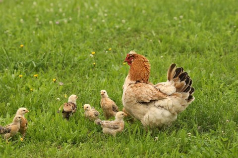 Domestic chicken with a few days old young ones looking for food in a meadow, free-range, organic