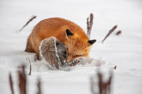 Red fox (vulpes vulpes), Fox hunting eastern gray squirrel (sciurus carolinensis) in winter.