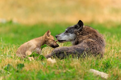 An adult wolf lovingly licking a puppy in the green grass, Timberwolf, wolf, American wolf, (Canis