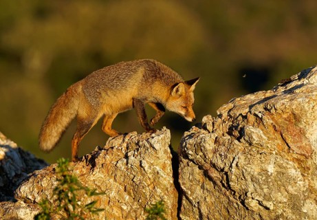 Red fox (Vulpes vulpes) in early morning light on a rock, Sierra de San Pedro, Extremadura, Spain