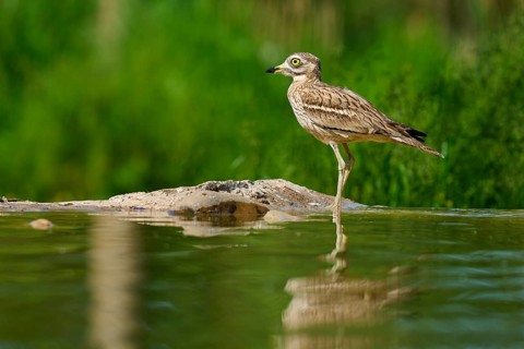 A bird stands calmly on one leg, its image reflected in the water, Stone Curlew (Burhinus