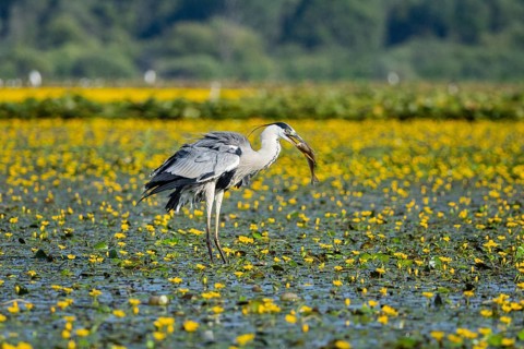 Grey heron (Ardea cinerea) amidst flowering sea pots (Nymphoides peltata) Hungary