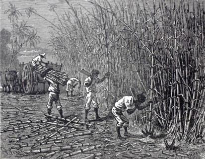 Harvest of sugar cane, c. 1880, Cuba, digitally enhanced reproduction of a 19th century original,