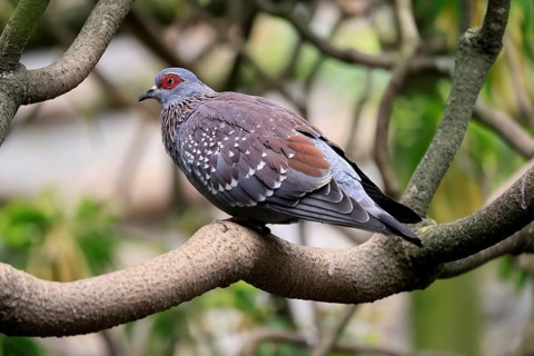 Guinea Pigeon (Columba guinea), Streak-necked Pigeon, adult, on tree, Cape Town, South Africa