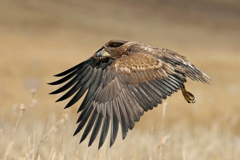 Young eagle in flight... White-tailed eagle (Haliaeetus albicilla), young bird not yet fully