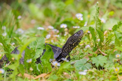 A European pond turtle (Emys orbicularis), makes its way through the green meadow next to the pond