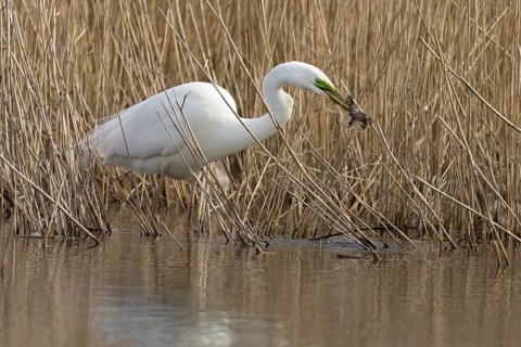 Great white egret (Ardea alba) adult bird in water on the edge of a reedbed with a frog for food in