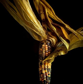 A beautiful example of multicolored corn showcases its rich patterns and textures while dried husks