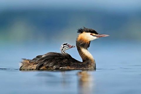 Great Crested Grebe (Podiceps Scalloped ribbonfish), with chicks in plumage swimming in the water,