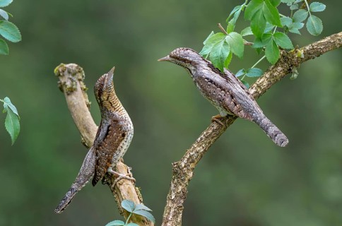 Eurasian wryneck (Jynx torquilia), Limbach, Burgenland, Austria