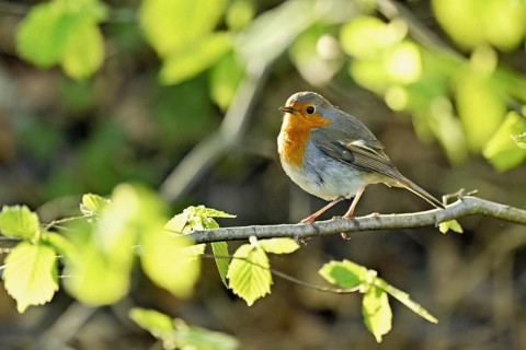 Robin (Erithacus rubecula), sitting on a branch, Flachsee nature reserve, Freiamt, Canton Aargau,