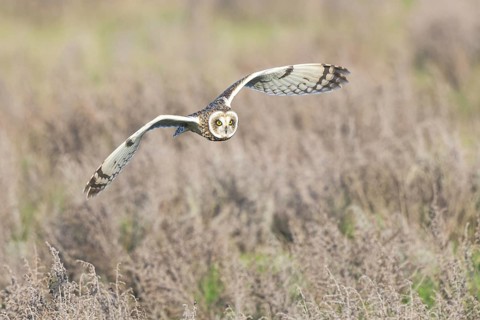 Short-eared Owl (Asio flammeus) flying, Netherlands