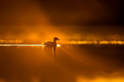 Little Grebe (Tachybaptus ruficollis), Gauteng, South Africa