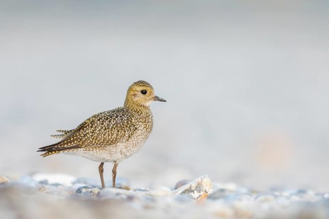 Goldregenpfeifer, Pluvialis apricaria Golden Plover, Pluvialis apricaria