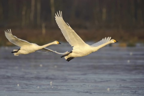 Whooper Swan (Cygnus cygnus) flying, Lower Saxony, Germany