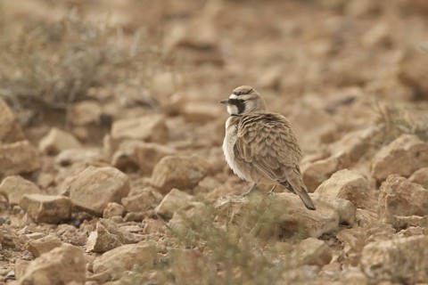 Temminck's Lark (Eremophila bilopha), Morocco