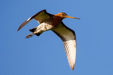 Black-tailed Godwit (Limosa limosa) flying, Netherlands