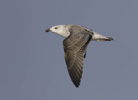 Great Black-backed Gull (Larus marinus) flying, Ohio, USA