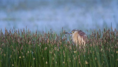 Squacco Heron (Ardeola ralloides), Lesvos, Greece