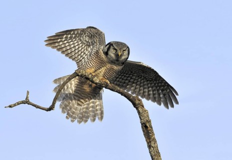Northern Hawk-Owl (Surnia ulula), British Columbia, Canada