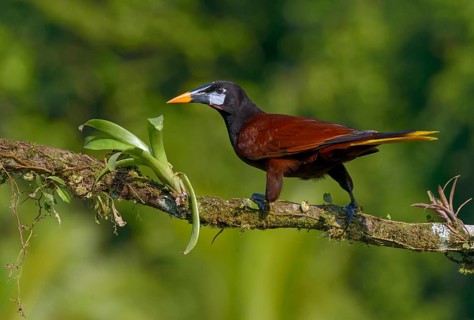 Montezuma-Oropendola (Psarocolius montezuma) at Laguna Lagarto Lodge near Boca Tapada, Costa Rica