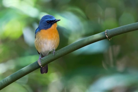Hill Blue Flycatcher (Cyornis banyumas) male, Doi Ang Khang, Thailand