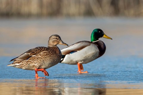 Mallard (Anas platyrhynchos) pair, Saxony-Anhalt, Germany