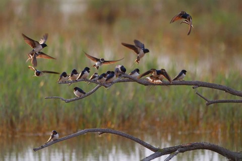Barn Swallow & Sand Martin (Hirundo rustica & Riparia riparia), Mallorca, Spain
