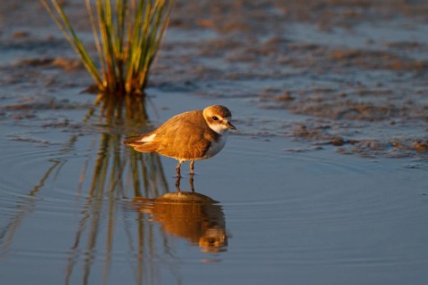 Kentish Plover (Charadrius alexandrinus) female, Mallorca, Spain