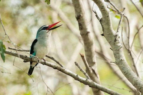Woodland Kingfisher (Halcyon senegalensis) calling, Mpumalanga, South Africa