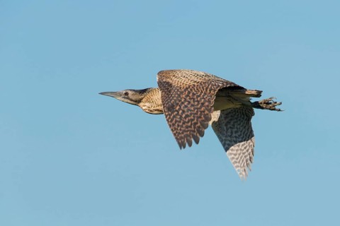 Eurasian Bittern (Botaurus stellaris) female flying, Schleswig-Holstein, Germany