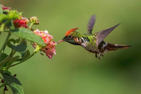 Frilled Coquette (Lophornis magnificus) flying and feeding at a flower in the Atlantic rainforest