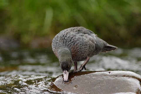 Blue Duck (Hymenolaimus malacorhynchos), New Zealand