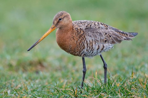 Black-tailed Godwit (Limosa limosa) foraging, Netherlands