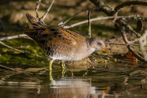 Tüpfelsumpfhuhn (Porzana porzana) Spotted Crake