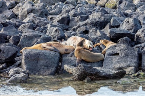 Sea lions (Zalophus wollebaeki), San Cristobal, Galapagos, Ecuador