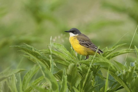 Western Yellow Wagtail (Motacilla flava cinereocapilla) male, Croatia